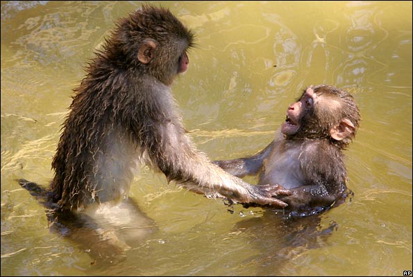 Monkeys