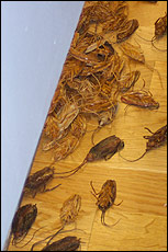 Luke Ching Chin-Wai's cockroaches