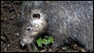 Rato gigante