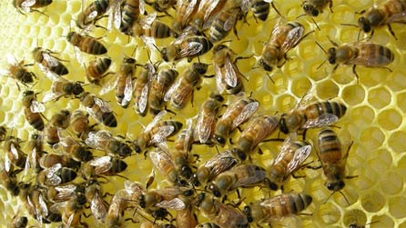 bees_dinefwr.jpg