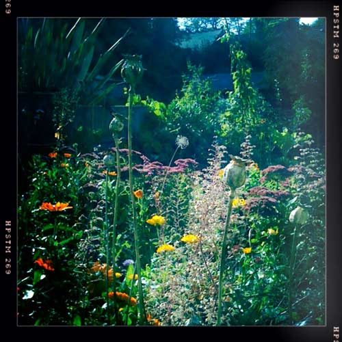 My messy garden