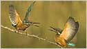 Kingfishers c/o Don Davis