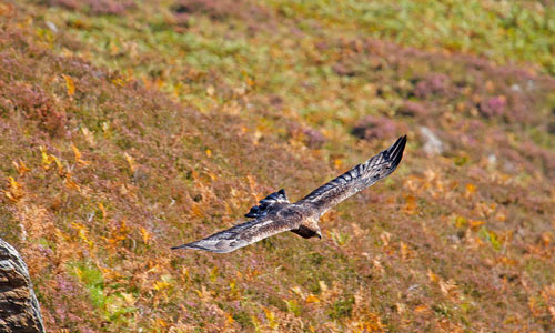 golden-eagle.jpg