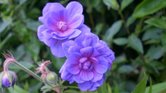 Beautiful flower...