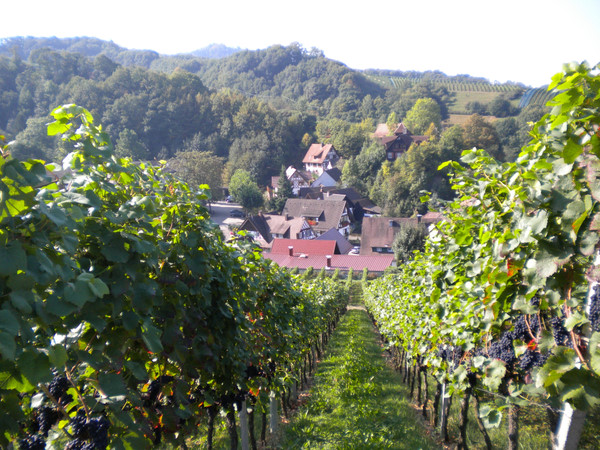The lovely vineyards in the sunshine.