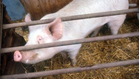 pig.jpg