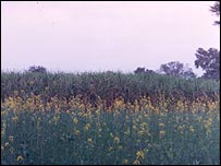 mustardfield_village.jpg