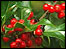 Berries at Killerton