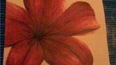 red lily red lily