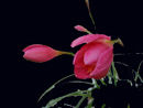 flower is beautiful