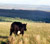 Mynydd Betws