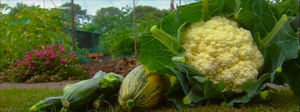grow your own