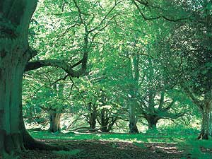 New Forest