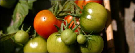 tomatoes2.jpg