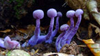 Amethyst deceiver. Photo: Gale Jolly