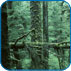 Woods