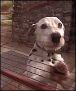 Dalmatian 