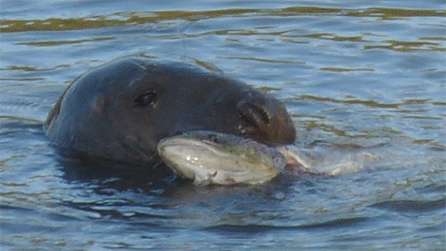 seal3.jpg
