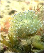 Seaslug