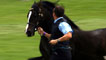 Day 3 - Welsh cob stallion (over eight years old) winner Powys Valley Mr Harry