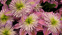 Clematis