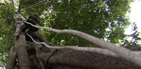 Climbing a tree