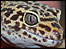 Lizard