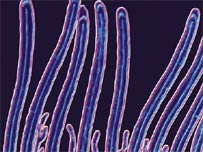 Cilia and cilia...