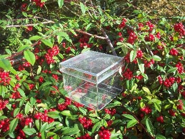 glassberry1.JPG