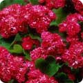 Crataegus laevigata ‘Paul’s Scarlet’