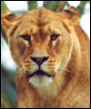 Lion at Newquay Zoo