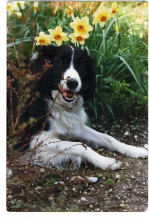 daff.jpg