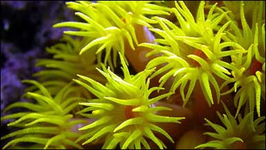 suncoral217.jpg