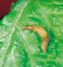 slug.jpg