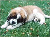 Puppy