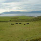 Some of the locals - cows out in the field