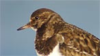 Turnstone. Photo: AntJB