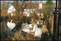 Swans at Moor Mill, Park Street.