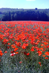 poppy.jpg