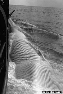 Old whale