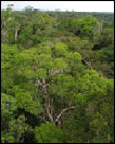 Amazônia