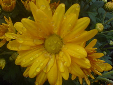 Crying flower