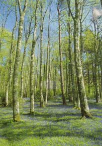 trees.jpg