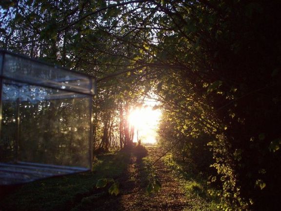 glassforest1.jpg