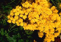 Gorse