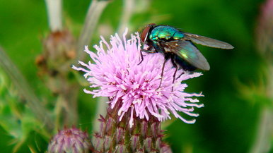 Bluebottle