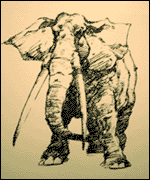 an elephant