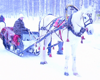 Horse