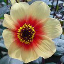 Dahlia