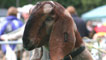 Goat, image courtesy of Jeannie Cooper.